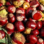 chestnuts